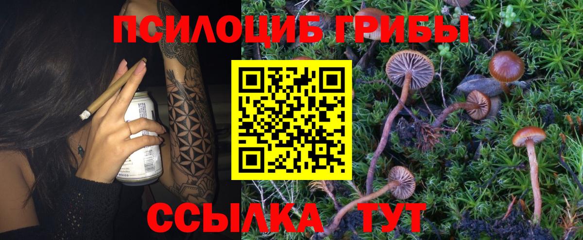 Волгодонск  Галлюциногенные грибы Psilocybine cubensis  Вход с VPN 